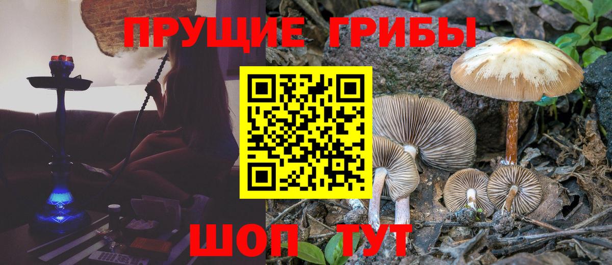 Новошахтинск  Псилоцибиновые грибы GOLDEN TEACHER  Вход с VPN  Галлюциногенные грибы GOLDEN TEACHER 